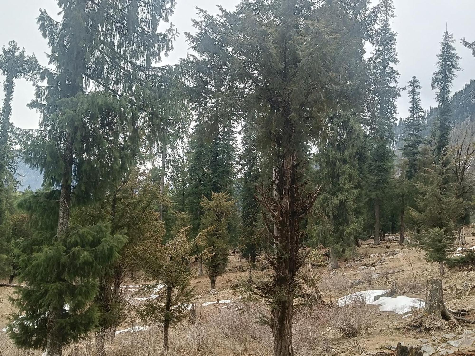 Trimounts-A Boutique Hotel & Wellnes Center In Tirthan Valley Banjār Exteriör bild